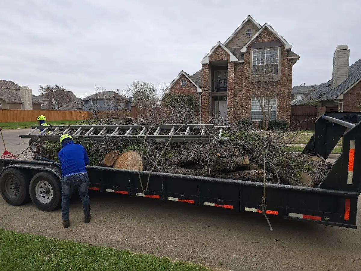 Expert Tree Removal with proper safety equipment in Continental